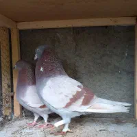 فروش کبوتر|پرنده|کوهیخیل, |دیوار