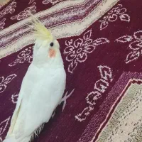 عروس هلندی  لوتینو چشم شرابی ماده