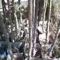 درخت چنار|گل و گیاه طبیعی|احمدآبادمستوفی, |دیوار