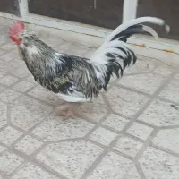 خروس اصلاح شده امریکایی|حیوانات مزرعه|اصفهان, مسجد مصلی|دیوار