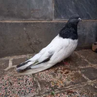 کبوتر|پرنده|بهارستان, |دیوار