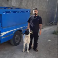 سگ به شرط|سگ|قم, پردیسان|دیوار