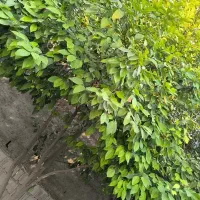 ۲۰۰متر زمین مسکونی جم نزدیک قاعدی فقط 180ملیون کلا|فروش زمین و ملک کلنگی|جم, |دیوار