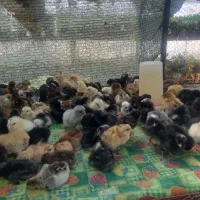 قفس ۳ طبقه پرندگان|لوازم جانبی حیوانات|خرمآباد (تنکابن), |دیوار