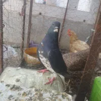 کبوتر شهری