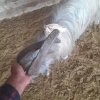 پازن تخمی دو ساله