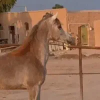 عرب دوسر مصری
