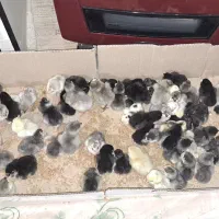 جوجه طوسی متولد سوزنی گلین مرغ لری جوجه|حیوانات مزرعه|اصفهان, شهید رجایی|دیوار