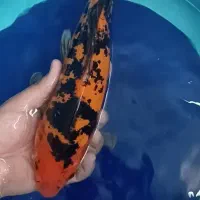 ماهی کوی مولد باله بلند|ماهی|یزد, |دیوار