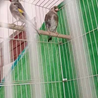 سلام یک عدد وسهره ماده|پرنده|کرمان, |دیوار