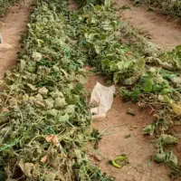 اجاره ۲۵۰۰ متر گلخانه راین گزک