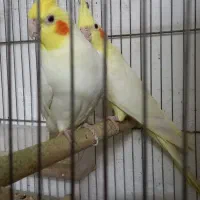 ۷ جفت عروس هلندی لوتینو علت جم اوری یکجاقیمت مناسب