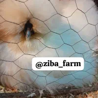 سیلکی ابریشمی|حیوانات مزرعه|شیراز, کرونی(خاتونک)|دیوار