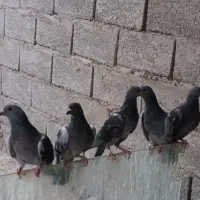 سیاه پلنگ ماده