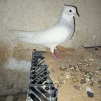 طوق آبی ابری نر|پرنده|شیراز, سعدیه شمالی|دیوار