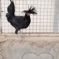 3 عدد مرغ وخروس لهستانی کوکو اصل