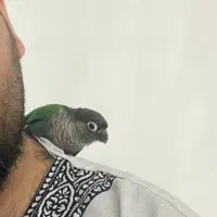 طوطی گرینچیک