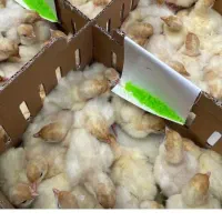 فروش جوجه بوقلمون بیوتی