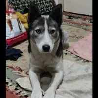 سگ هاسگی نر دوساله