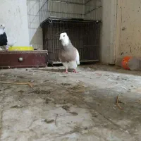 کبوتر|حیوانات|کرمانشاه, |دیوار