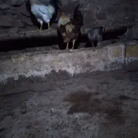 خروس محلی .|حیوانات مزرعه|تیکمه داش, |دیوار