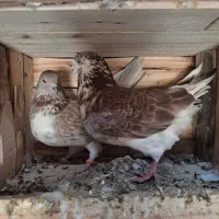 یک جفت اوچوب اوینیان