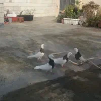 کبوتو طوقی کاکولی