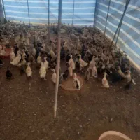 جوجه اردک ۲ ماهه