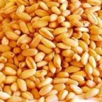 بذر گندم دیم
