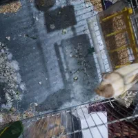 قناری ماده کاکولی کشیده و بلند با قفس آماده آماده