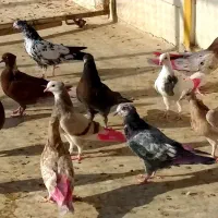جوجه کفتر گرویی