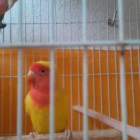کوتوله برزیلی