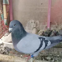 ۲۳ عدد کبوتر جفتگاه