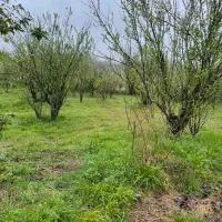 زمین ویلایی|فروش زمین و ملک کلنگی|تهران, خانی آباد نو شمالی|دیوار