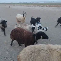 نربز|حیوانات مزرعه|جوادآباد, |دیوار