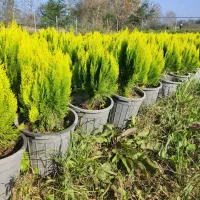 فروش یاس هلندی و کامیس زعفرانی|گل و گیاه طبیعی|خرمآباد (تنکابن), |دیوار