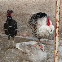 بوقلمون محلی وغاز درجه یک|حیوانات مزرعه|شیراز, شهدای شهرک سعدی|دیوار