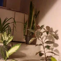 گل ها سالم وسروحال|گل و گیاه طبیعی|نیشابور, شهرک اندیشه|دیوار