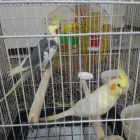 عروس هلندی|پرنده|تهران, نیروی دریایی|دیوار