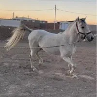 اسب کرد