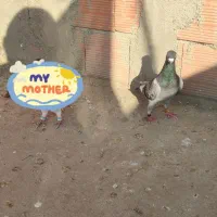 کفتر|پرنده|نگین شهر, |دیوار