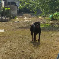 روتوایلر امریکایی