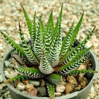 گل  گورخری زیبا آماده نگهداری و هدیه