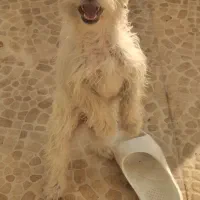 سگ بازیگوش|سگ|شاهرود, |دیوار