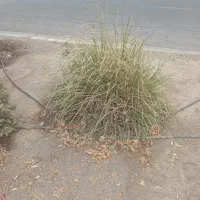 نهال یوکا زرشک پیراکانتا