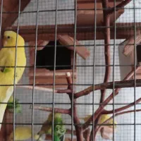 پرنده مرغ عشق|پرنده|ری, دولت‌آباد|دیوار