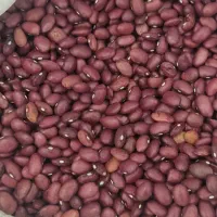 لوبیا قرمز محلی