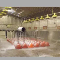 نظافت مرغداری