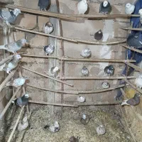 کبوتر|پرنده|پیشوا, |دیوار