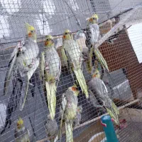 عروس‌هلندی